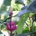 Costa Rica -bloemen1 (1)