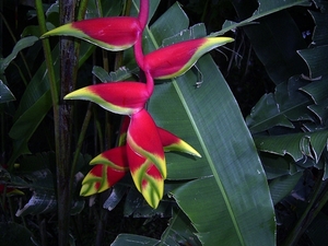 Costa Rica -bloemen1 (12)