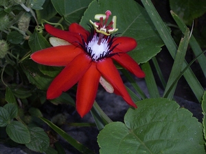 Costa Rica -bloemen1 (13)
