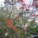 Costa Rica -bloemen1 (15)