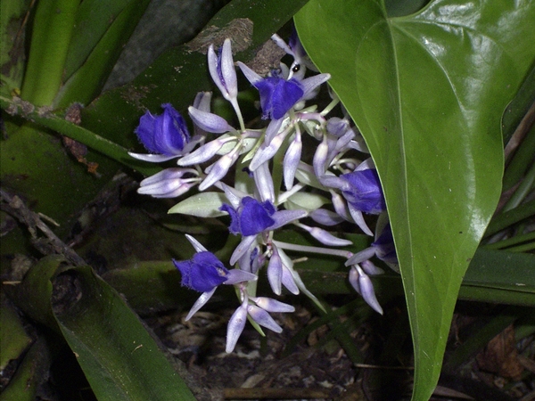 Costa Rica -bloemen1 (7)