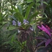 Costa Rica -bloemen1 (8)
