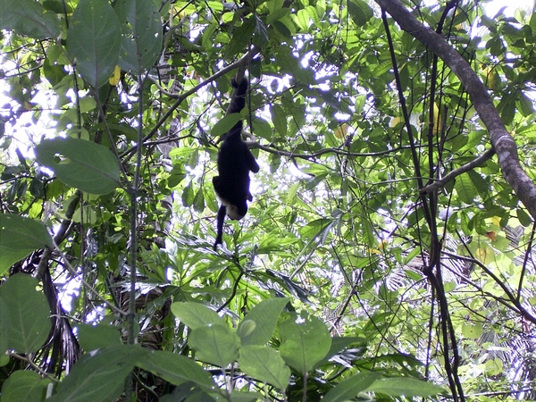 Costa Rica Cahuita-Capucijnerapen (1)