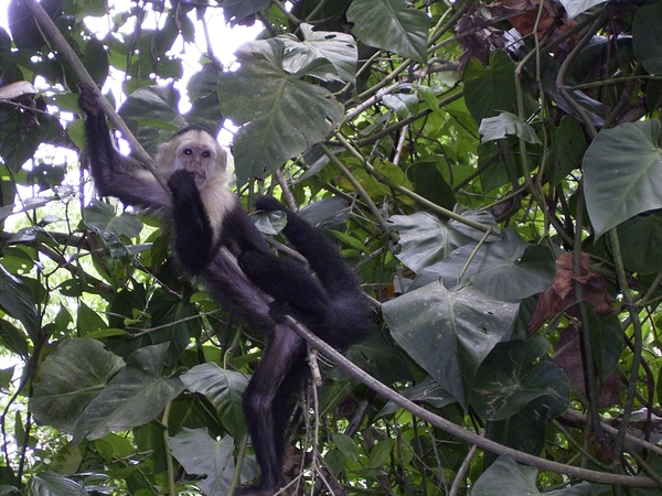 Costa Rica Cahuita-Capucijnerapen