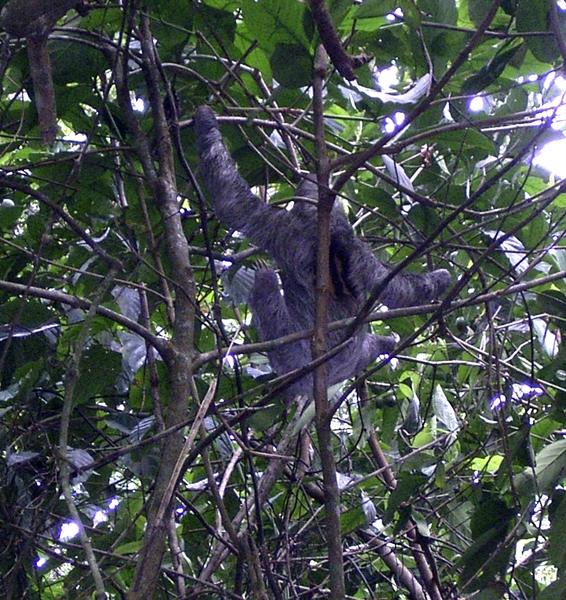 Costa Rica Cahuita-luiaards (1)