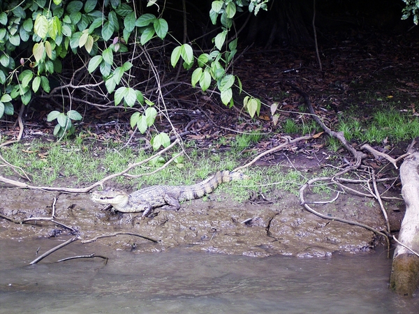 Costa Rica CanoNegro (17)