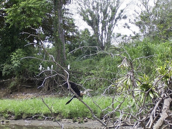 Costa Rica CanoNegro (25)