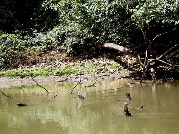 Costa Rica CanoNegro (28)