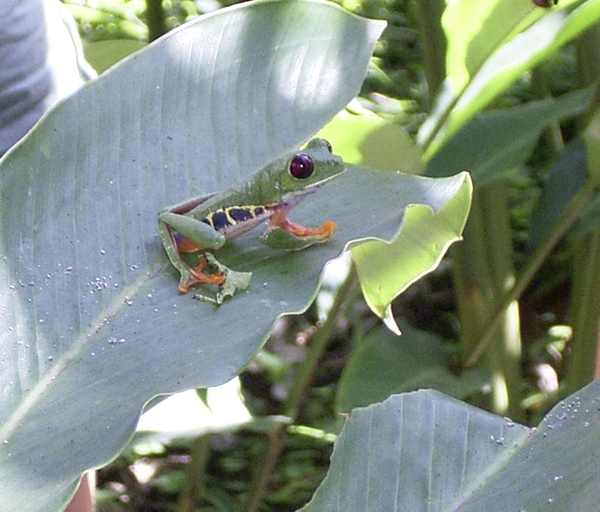 Costa Rica dieren (5)