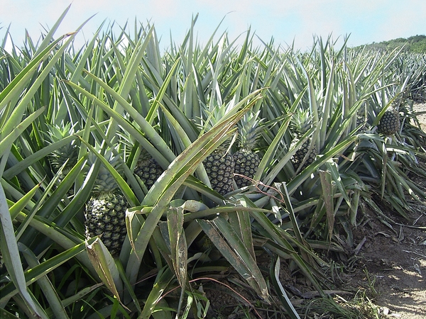 Costa Rica-ananas