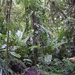 Costa Rica Monteverde (16)