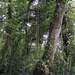 Costa Rica Monteverde (19)