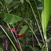 Costa Rica Monteverde (21)