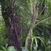 Costa Rica Monteverde (23)