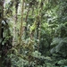 Costa Rica Monteverde (3)