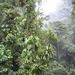 Costa Rica Monteverde (7)