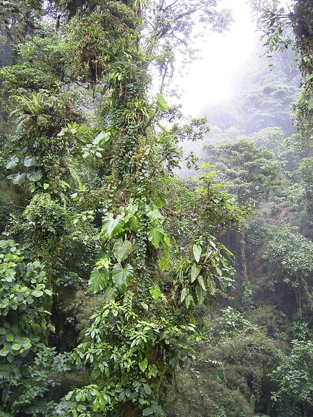 Costa Rica Monteverde (7)