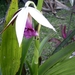 Costa Rica Orchideen (10)