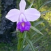 Costa Rica Orchideen (11)