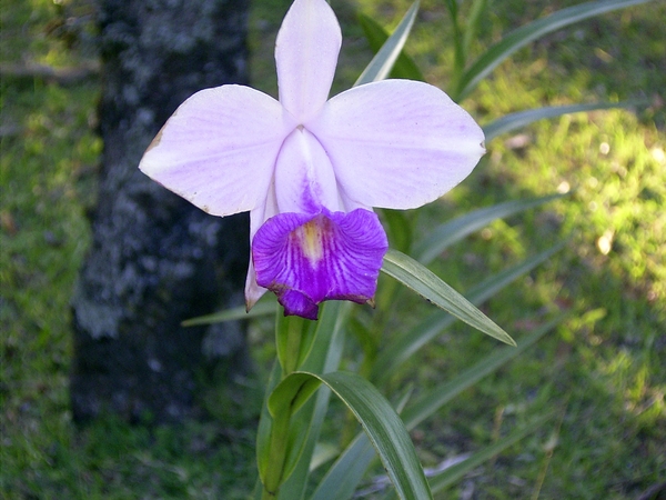 Costa Rica Orchideen (11)