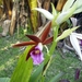 Costa Rica Orchideen (12)
