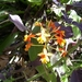 Costa Rica Orchideen (5)