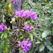 Costa Rica Orchideen (6)