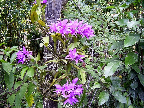 Costa Rica Orchideen (6)