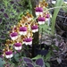 Costa Rica Orchideen (7)