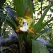 Costa Rica Orchideen (8)