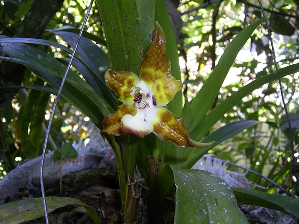 Costa Rica Orchideen (8)