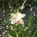 Costa Rica Orchideen (9)