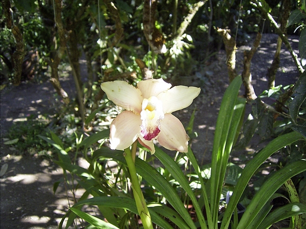 Costa Rica Orchideen (9)