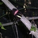 Costa Rica vlindertuin (4)