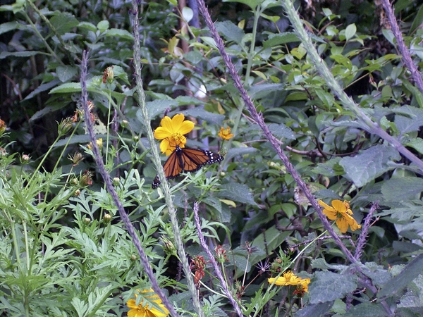 Costa Rica vlindertuin (6)