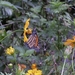 Costa Rica vlindertuin (7)