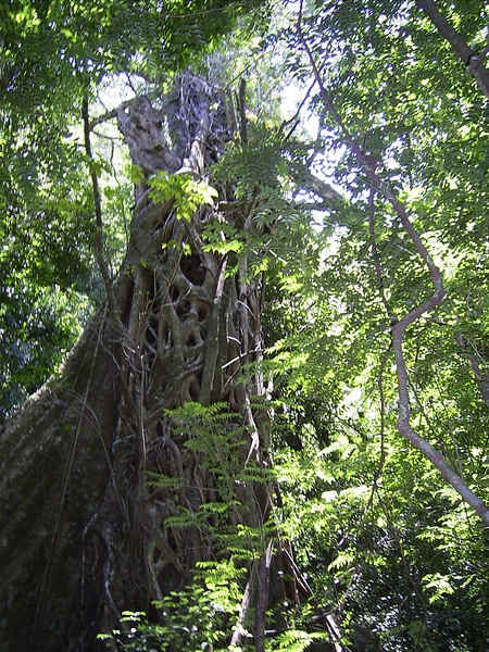 Costa Rica Ricon de la Vieja (13)