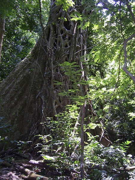 Costa Rica Ricon de la Vieja (15)