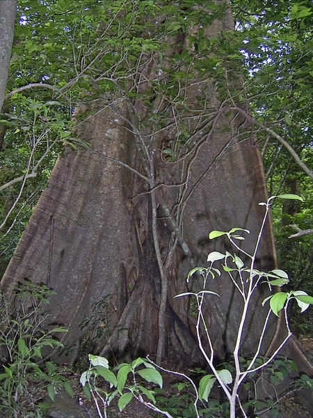 Costa Rica Ricon de la Vieja (17)