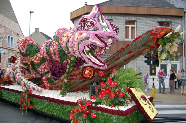 Bloemencorso St Gillis Dendermonde 3.9.0632