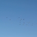 Zwingeul 42 (15-01-05)