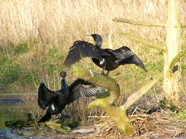 Zwingeul 45 Aalscholver (15-01-05)