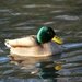 Zwingeul 48 Wilde eend (15-01-05)