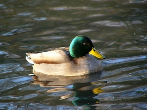 Zwingeul 48 Wilde eend (15-01-05)