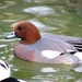 Zwingeul 50   Smient (15-01-05)