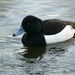 Zwingeul 52    Kuifeend (15-01-05)