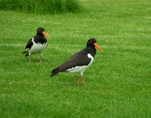 Zwingeul 53 Scholekster (15-01-05)