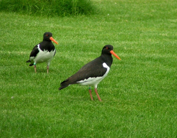 Zwingeul 53 Scholekster (15-01-05)