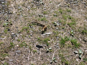 Lichtenau025