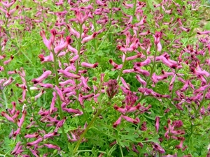 P1040231